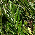 Acrostichum speciosum in Chinaman Creek ミミモチシダ Common in sunny areas<br />Canon EOS KDX (400D) + EFS60 F2.8